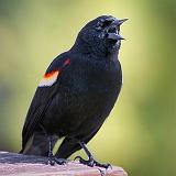 Red-winged Blackbird_53287